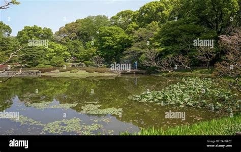 Die Brücke über den Koi-Teich: Eine stille Kontemplation der Schönheit der Natur